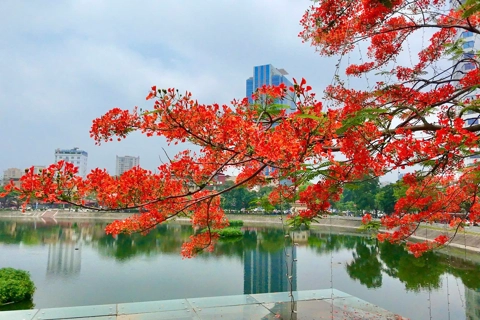 Flamboyant flowers light up Hanoi’s streets