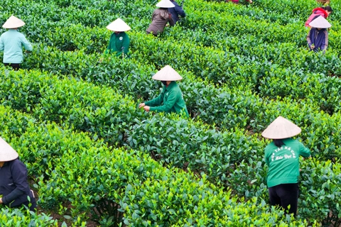 Tea culture and train travel connect Hanoi-Thai Nguyen tourism

